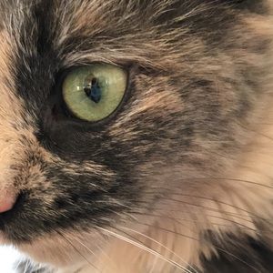 Meet your Posher, Alison